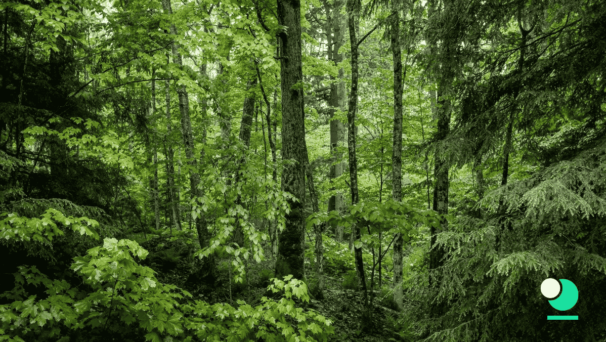 Boletos de Lotería y Tarjetas de Raspar FSC - Webinar